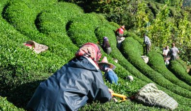 Rize’den yaş çay alım fiyatına tepki: 25 lira bu milletin hakkıdır