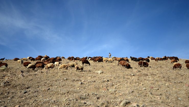 ‘Hükümet, Afganistan’la çoban istihdamı için görüşüyor’