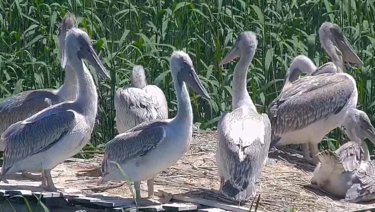 Tepeli pelikan yavruları Manyas Kuş Cenneti’nden uçmaya başladı